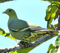 Madagascar Green Pigeon