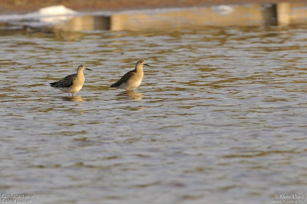 Ruffjuvenile, identification