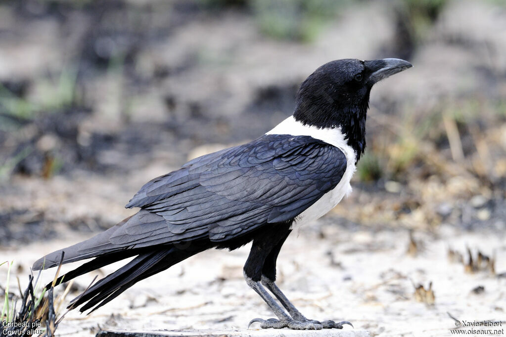 Corbeau pieadulte, identification