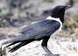 Pied Crow