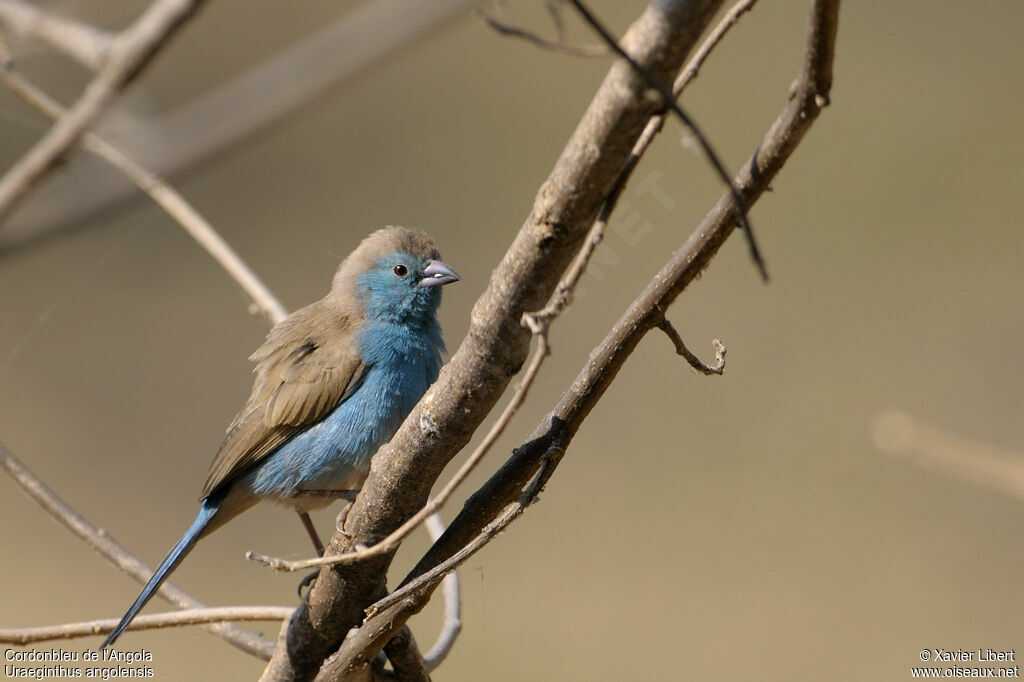 Blue Waxbill male adult, identification