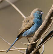 Blue Waxbill