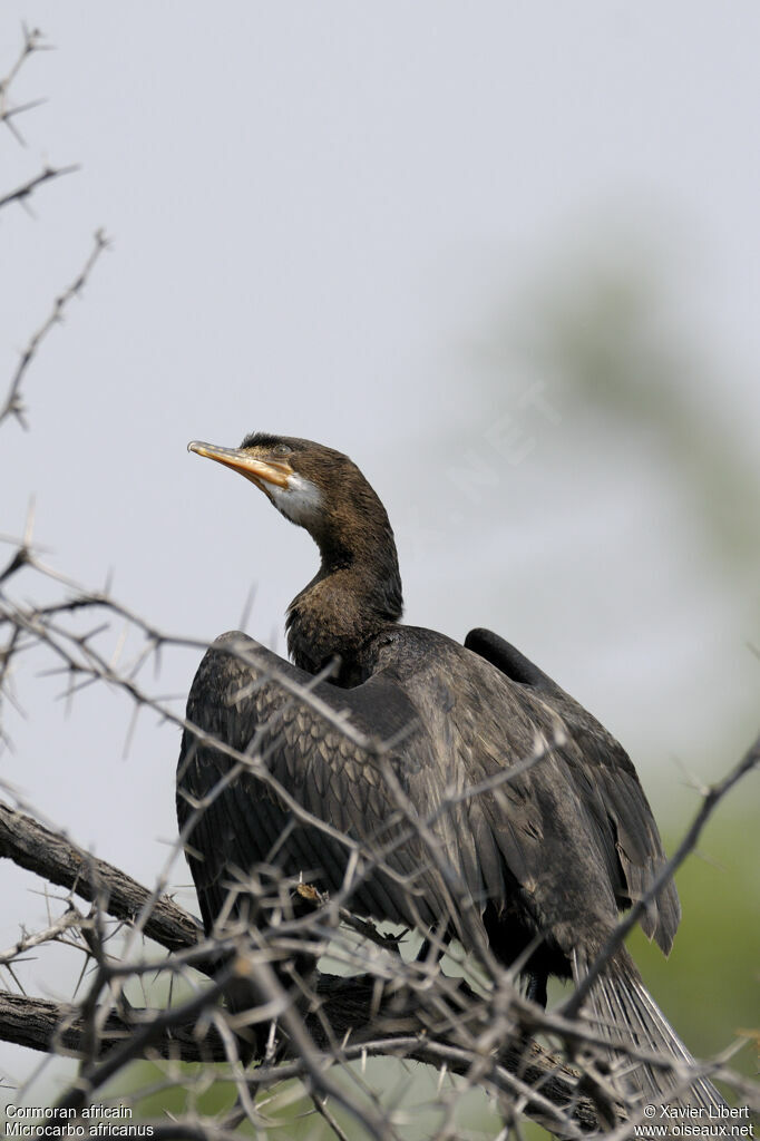 Reed Cormorantjuvenile, identification