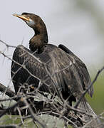 Reed Cormorant