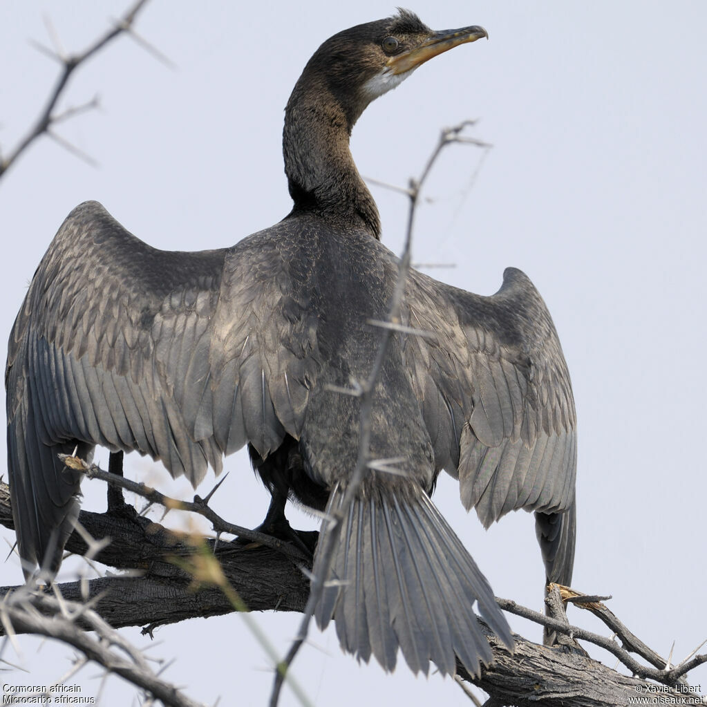 Reed Cormorantjuvenile, identification