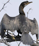 Reed Cormorant