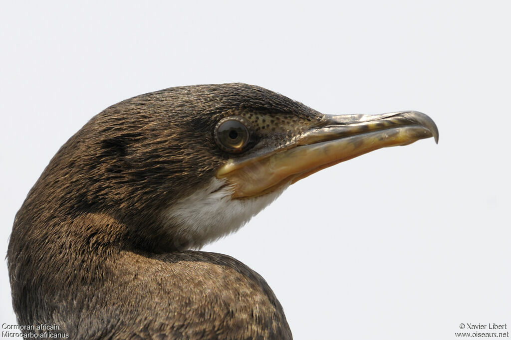 Reed Cormorantjuvenile, identification