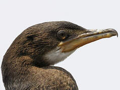 Reed Cormorant