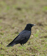 Carrion Crow