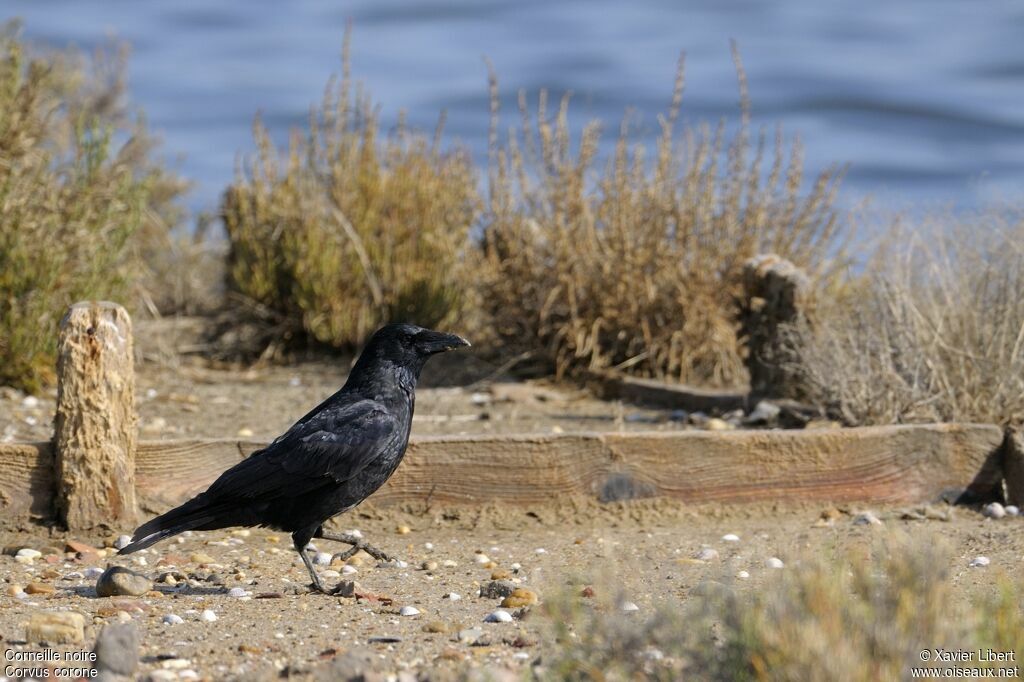 Carrion Crow, identification