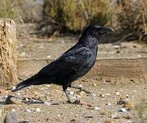 Carrion Crow