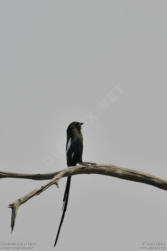 Corvinelle noir et blancadulte, identification