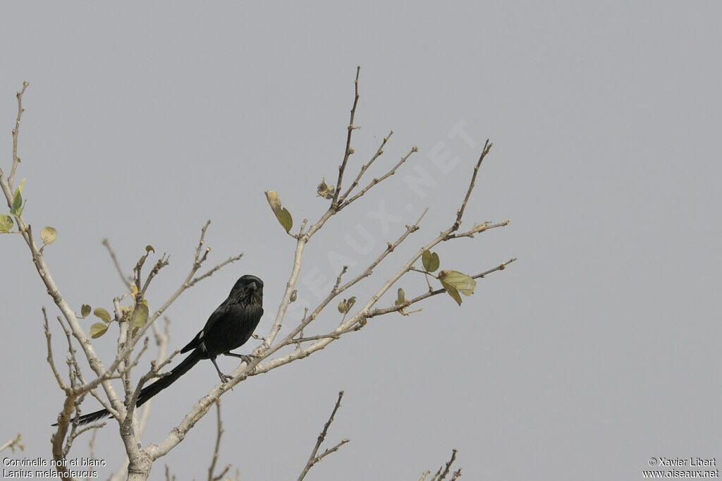 Corvinelle noir et blancadulte, identification