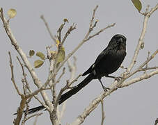 Magpie Shrike