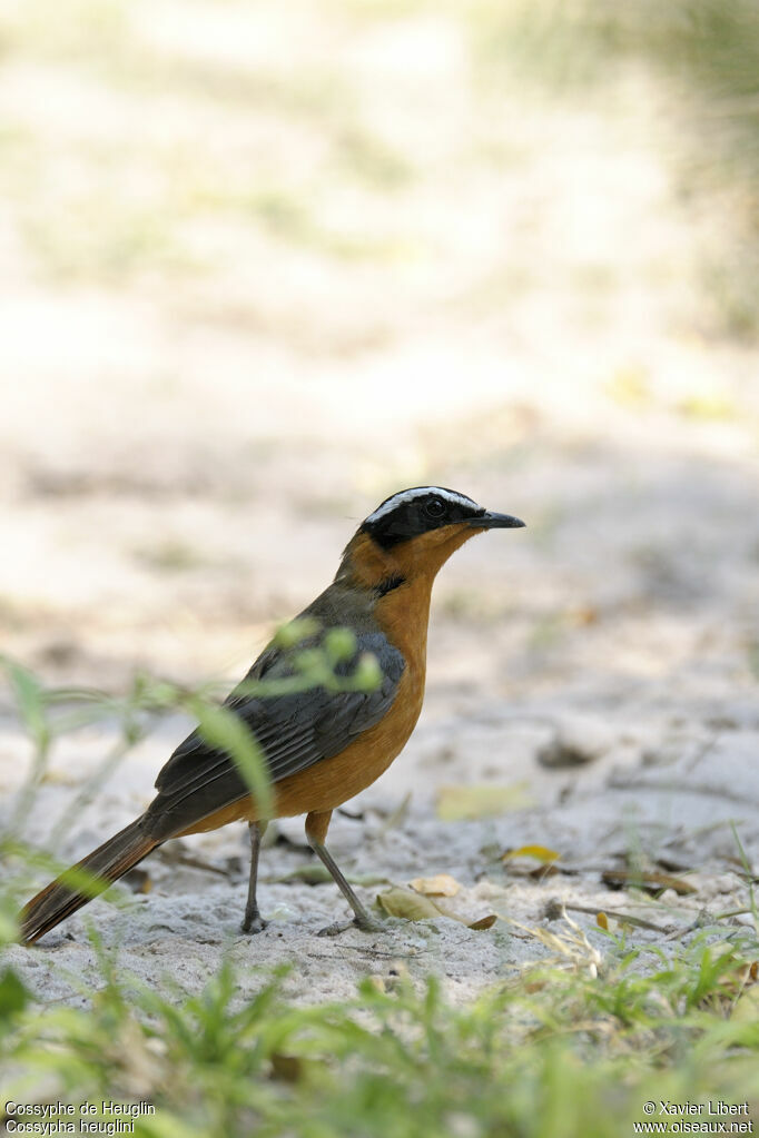 Cossyphe de Heuglinadulte, identification