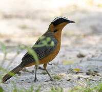 White-browed Robin-Chat