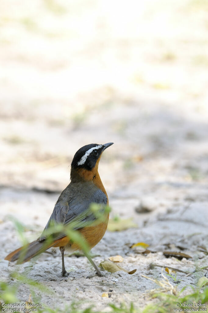 Cossyphe de Heuglinadulte, identification