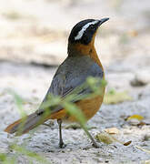 White-browed Robin-Chat