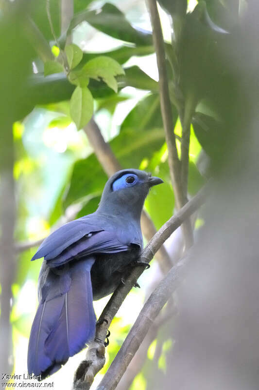 Blue Couaadult, identification