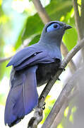 Blue Coua