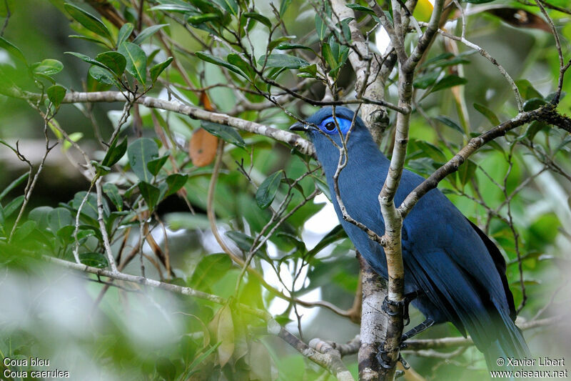 Coua bleu, identification