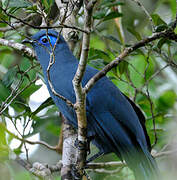 Blue Coua