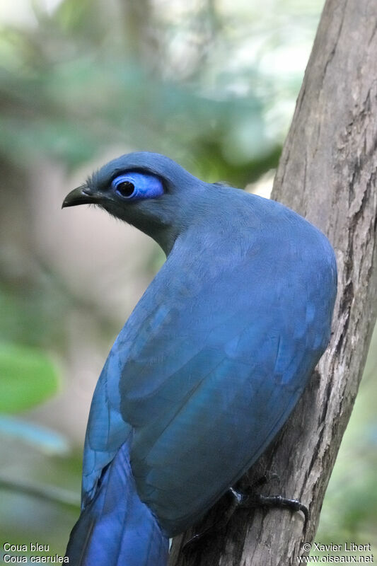 Coua bleu, identification
