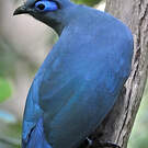 Coua bleu
