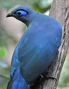 Blue Coua