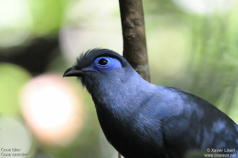 Coua bleu, identification