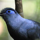 Coua bleu