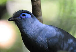 Blue Coua