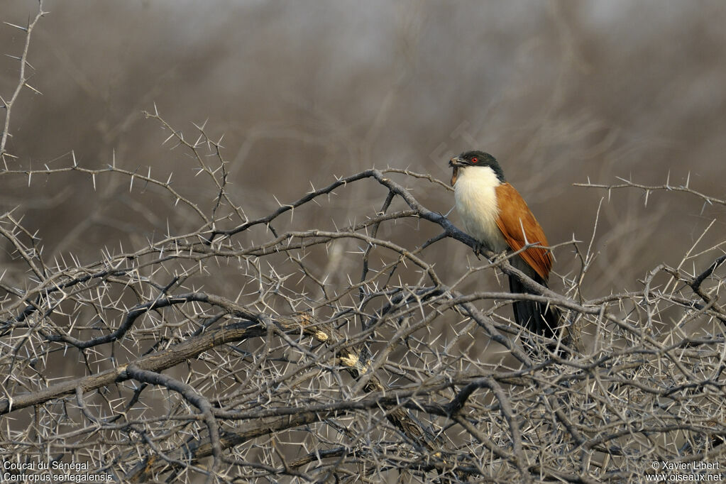 Coucal du Sénégaladulte, identification