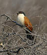 Coucal du Sénégal