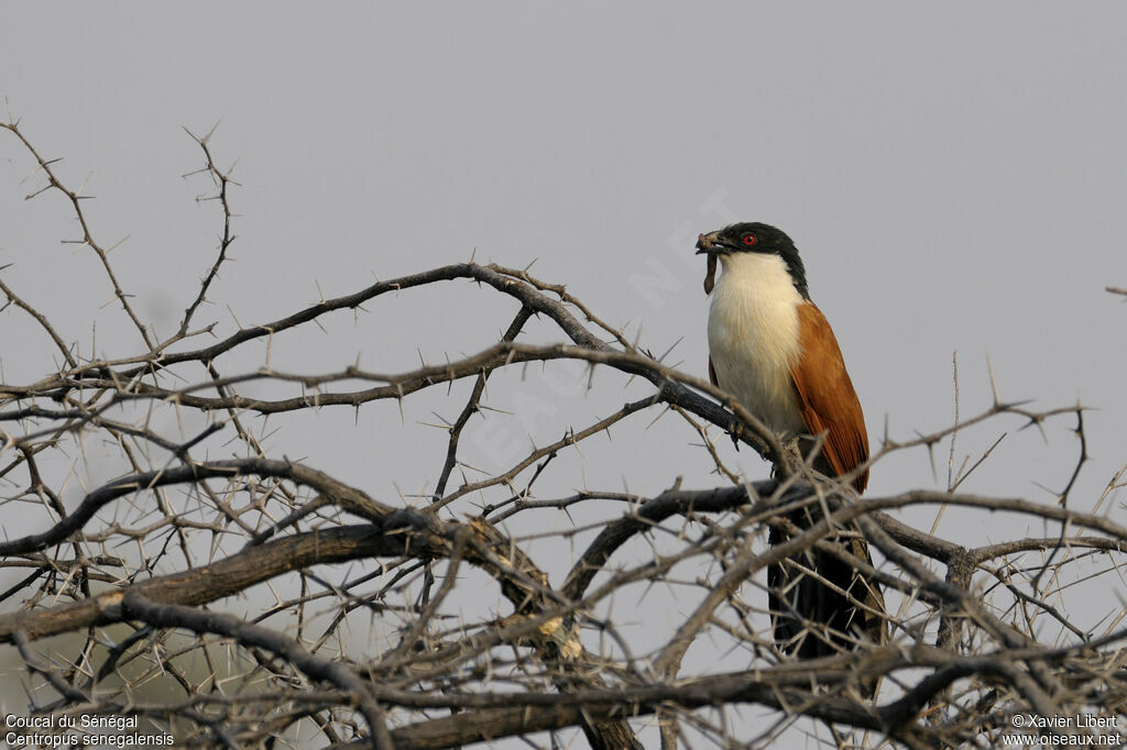 Coucal du Sénégaladulte, identification