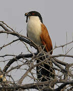 Coucal du Sénégal