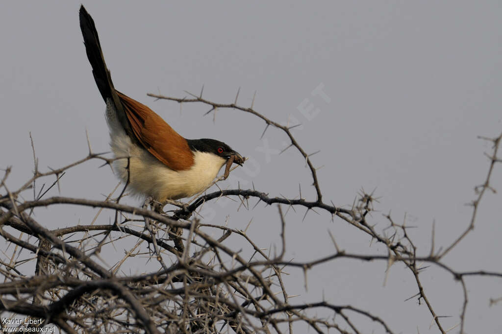 Coucal du Sénégaladulte, identification, pêche/chasse