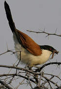 Senegal Coucal