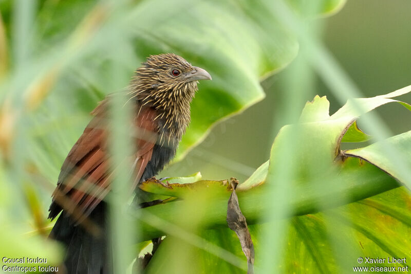 Malagasy Coucal, identification