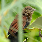 Coucal toulou