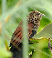 Coucal toulou