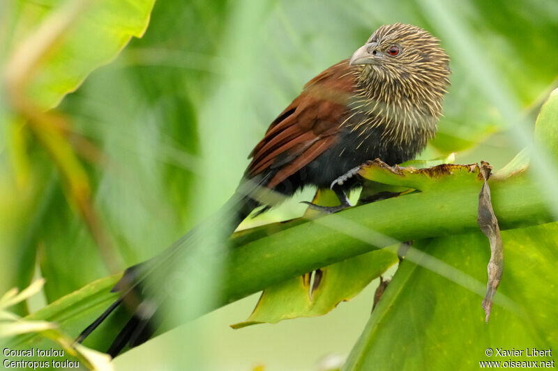 Malagasy Coucal, identification