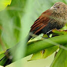 Coucal toulou