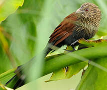 Coucal toulou