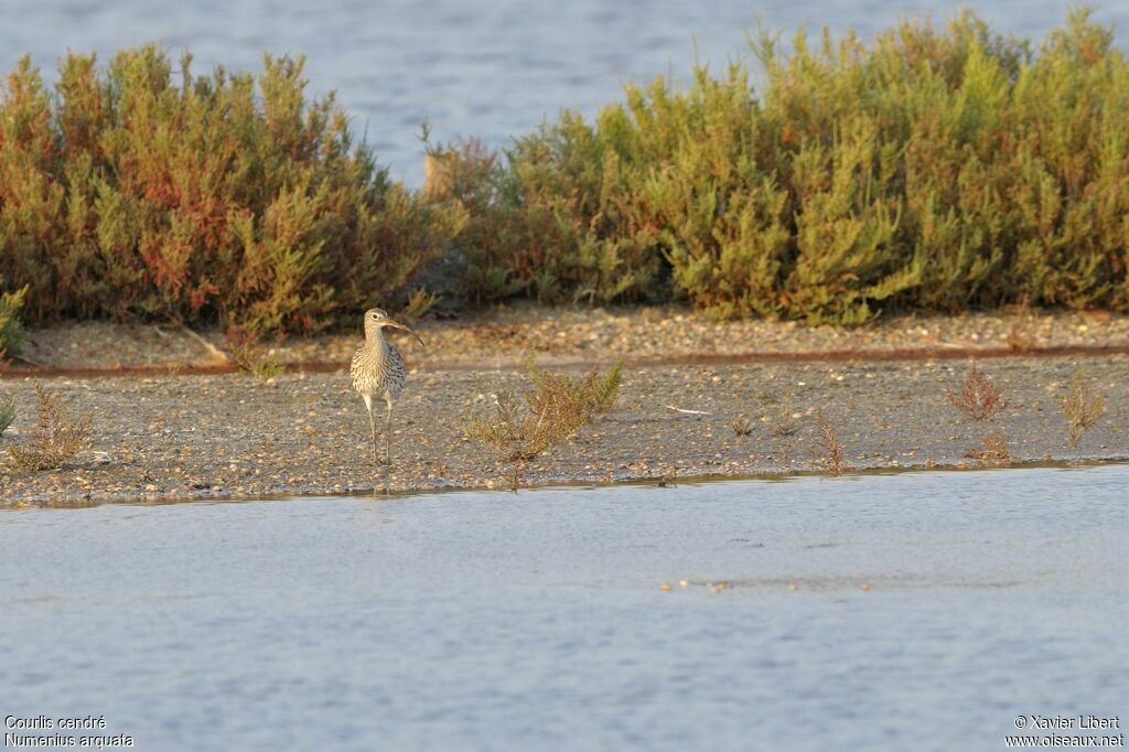 Eurasian Curlewadult, identification