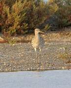 Eurasian Curlew