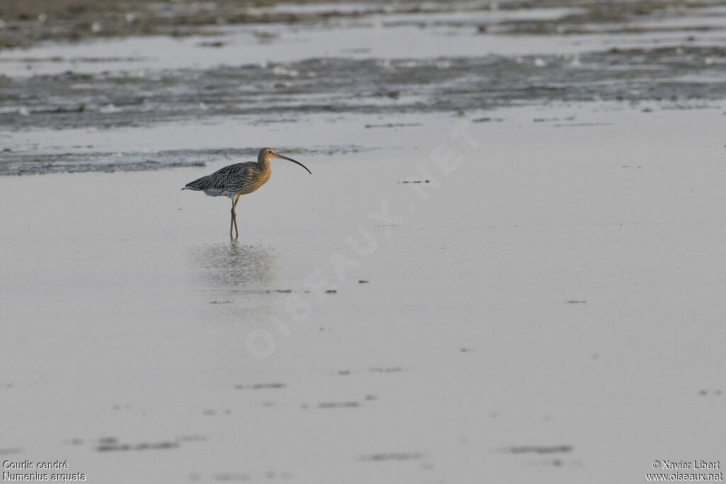 Eurasian Curlewadult, identification