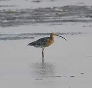 Eurasian Curlew