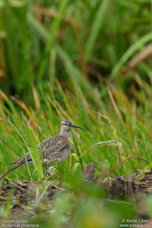 Eurasian Whimbrel, identification