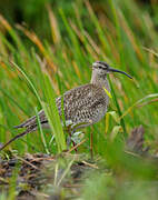 Eurasian Whimbrel